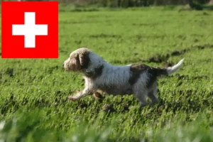 Read more about the article Petit Basset Griffon Vendéen hodowcy i szczenięta w Szwajcaria