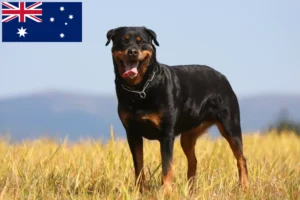 Read more about the article Hodowcy rottweilerów i szczenięta w Australia