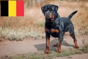 Read more about the article Hodowcy rottweilerów i szczenięta w Belgia