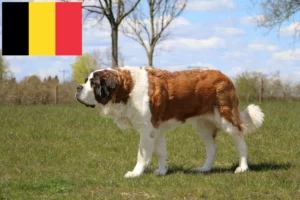 Read more about the article Hodowcy i szczenięta Saint Bernard w Belgia