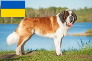 Read more about the article Hodowcy i szczenięta Saint Bernard w Ukraina