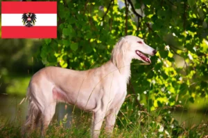 Read more about the article Hodowcy i szczenięta Saluki w Austria