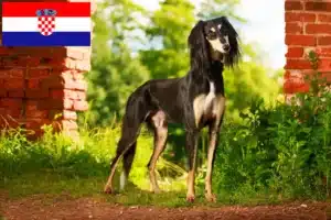 Read more about the article Hodowcy i szczenięta Saluki w Chorwacja