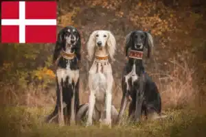 Read more about the article Hodowcy i szczenięta Saluki w Dania