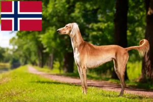 Read more about the article Hodowcy i szczenięta Saluki w Norwegia