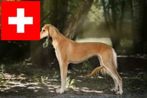 Read more about the article Hodowcy i szczenięta Saluki w Szwajcaria