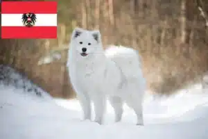 Read more about the article Hodowcy i szczenięta Samoyed w Austria