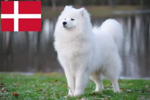 Read more about the article Hodowcy i szczenięta Samoyed w Dania