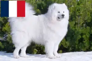 Read more about the article Hodowcy i szczenięta rasy Samoyed w Francja