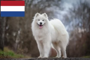 Read more about the article Hodowcy i szczenięta rasy Samoyed w Holandia