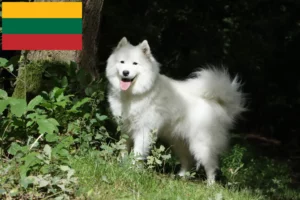 Read more about the article Hodowcy i szczenięta Samoyed w Litwa