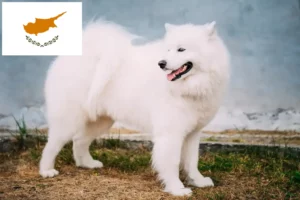 Read more about the article Hodowcy i szczenięta samoyed w Cypr