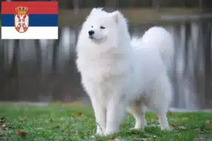 Read more about the article Hodowcy i szczenięta Samoyed w Serbia