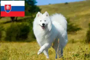 Read more about the article Hodowcy i szczenięta Samoyed w Słowacja