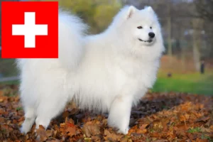 Read more about the article Hodowcy i szczenięta Samoyed w Szwajcaria