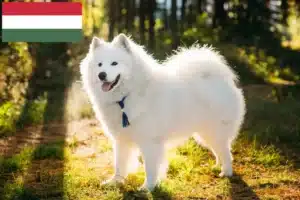 Read more about the article Hodowcy i szczenięta Samoyed w Węgry