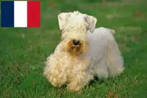 Read more about the article Hodowcy i szczenięta Sealyham terrier w Francja