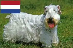 Read more about the article Hodowcy i szczenięta Sealyham terrier w Holandia