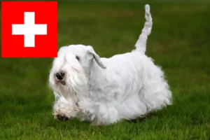 Read more about the article Hodowcy i szczenięta Sealyham terrier w Szwajcaria