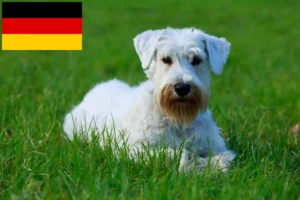 Read more about the article Hodowcy i szczenięta Sealyham terrier w Niemcy