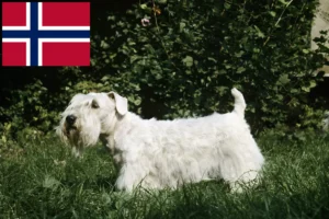 Read more about the article Hodowcy i szczenięta Sealyham terrier w Norwegia