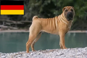 Read more about the article Hodowcy i szczenięta Shar-Pei w Niemcy