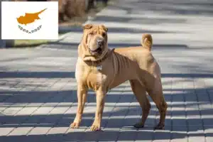 Read more about the article Hodowcy i szczenięta Shar-Pei w Cypr