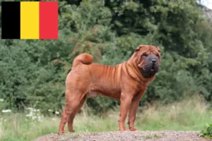 Read more about the article Hodowcy i szczenięta Shar-Pei w Belgia