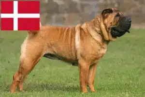 Read more about the article Hodowcy i szczenięta Shar-Pei w Dania