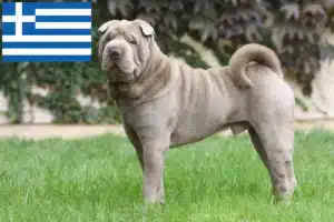 Read more about the article Hodowcy i szczenięta Shar-Pei w Grecja