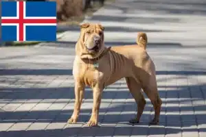 Read more about the article Hodowcy i szczenięta Shar-Pei w Islandia