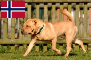 Read more about the article Hodowcy i szczenięta Shar-Pei w Norwegia