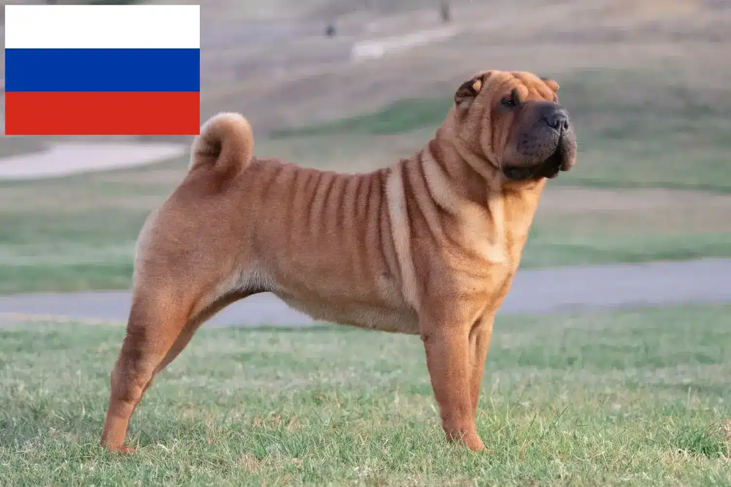 Read more about the article Hodowcy i szczenięta Shar-Pei w Rosja