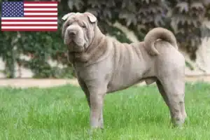 Read more about the article Hodowcy i szczenięta Shar-Pei w USA