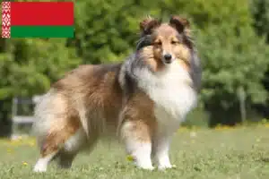 Read more about the article Hodowcy i szczenięta Sheltie w Białoruś