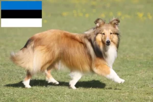 Read more about the article Hodowcy i szczenięta Sheltie w Estonia