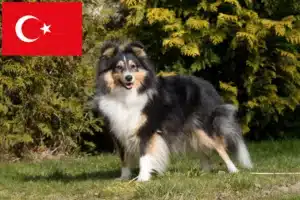 Read more about the article Hodowcy i szczenięta Sheltie w Turcja