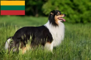 Read more about the article Hodowcy i szczenięta Sheltie w Litwa