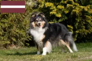 Read more about the article Hodowcy i szczenięta Sheltie w Łotwa