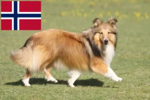 Read more about the article Hodowcy i szczenięta Sheltie w Norwegia