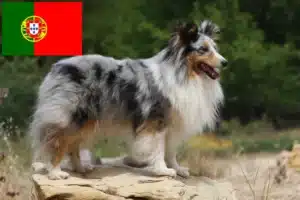 Read more about the article Hodowcy i szczenięta Sheltie w Portugalia