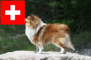 Read more about the article Hodowcy i szczenięta Sheltie w Szwajcaria