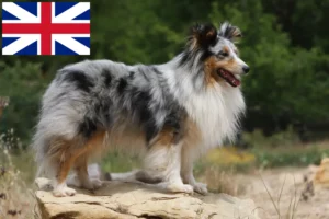 Read more about the article Hodowcy i szczenięta Sheltie w Wielka Brytania