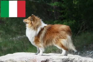 Read more about the article Hodowcy i szczenięta Sheltie w Włochy