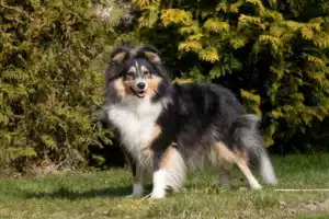 Read more about the article Hodowca rasy Sheltie