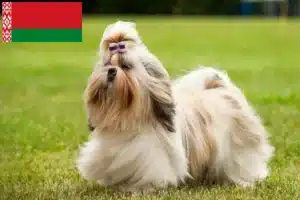 Read more about the article Hodowcy i szczenięta Shih Tzu w Białoruś