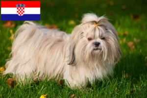 Read more about the article Hodowcy i szczenięta Shih Tzu w Chorwacja