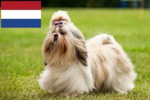 Read more about the article Hodowcy i szczenięta shih tzu w Holandia