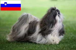 Read more about the article Hodowcy i szczenięta Shih Tzu w Słowenia