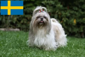 Read more about the article Hodowcy i szczenięta shih tzu w Szwecja